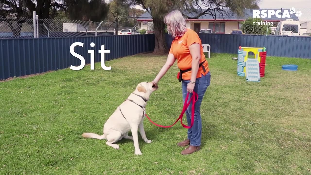 how to train your dog easy and fast