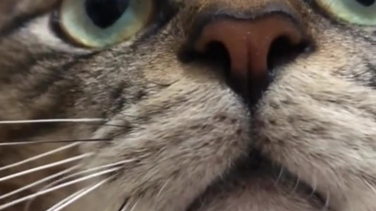 meow animals #meow #animals #cats #dogs #funnyvideo #funnycat