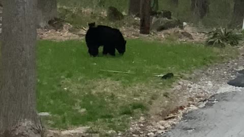 Mama Bear Carries Cub on Her Back