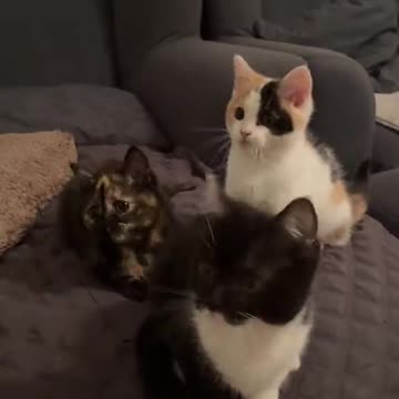 This Cute And Charming Cats Dance It's Very Glamorous To Watch