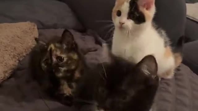 This Cute And Charming Cats Dance It's Very Glamorous To Watch