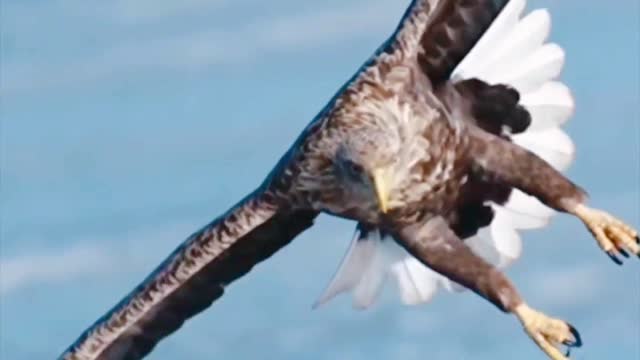 amazing eagle hunting