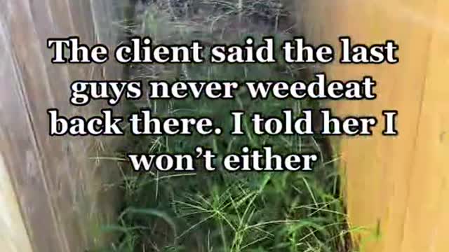 The client said the last guys never weedeat