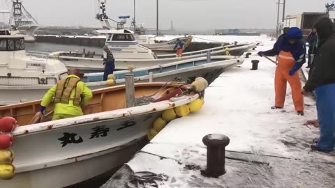 How Japanese Fishing Octopus Using Pots and Processing Thousands Octopus Per Hour in Factory