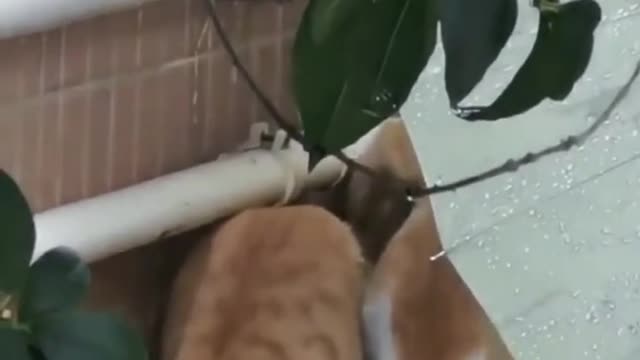 The Cute Kitty Collection Part 3