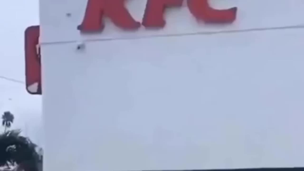 funny videos