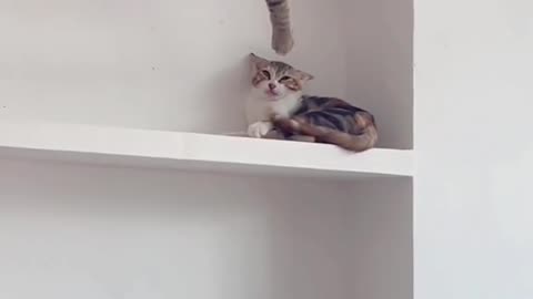 Amazing animal31