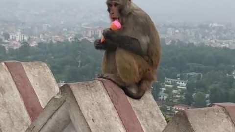 Monkey funny videos