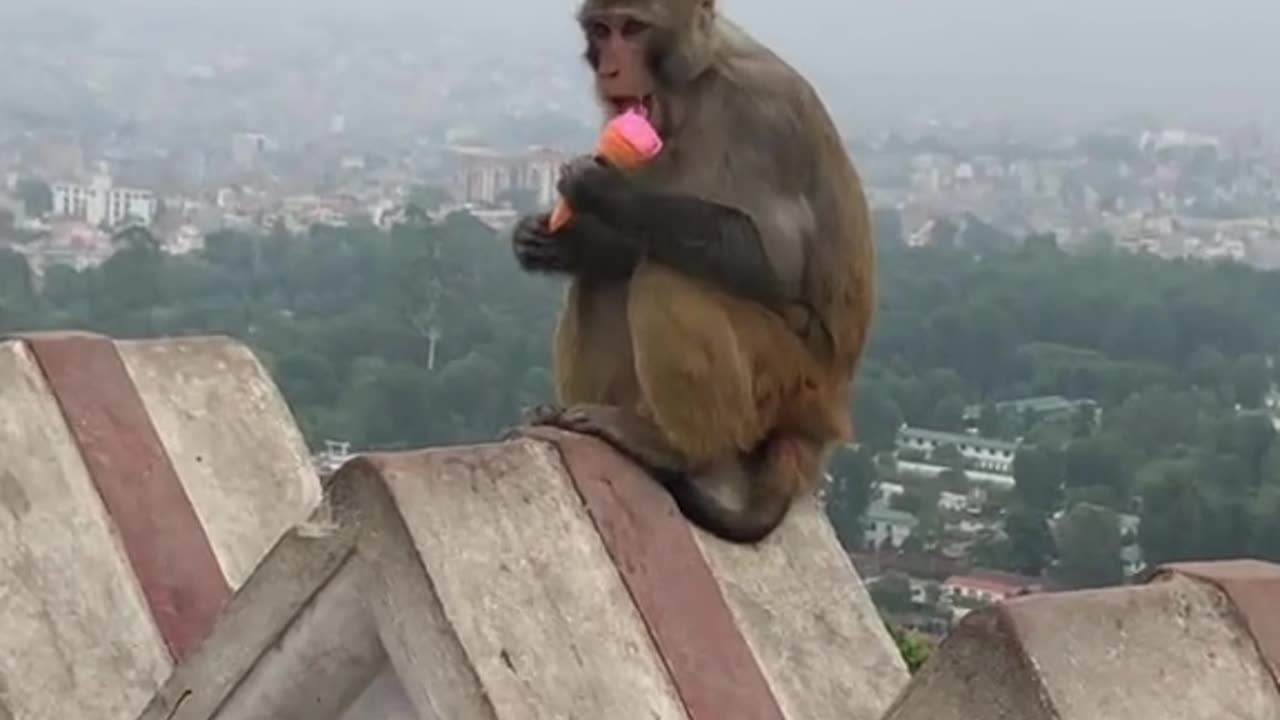 Monkey funny videos