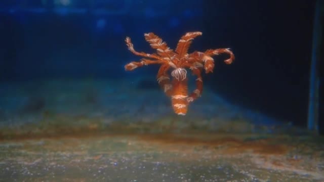 A feather star collected from the sea