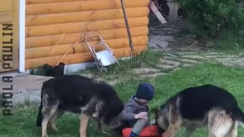 Adorable Pets