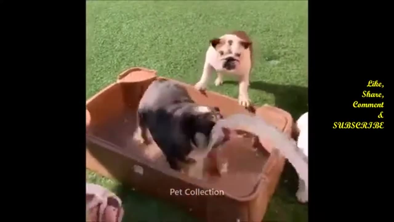 Cute And Funny Pet Videos Compilation