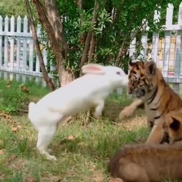Rabbit playing with a little tiger.