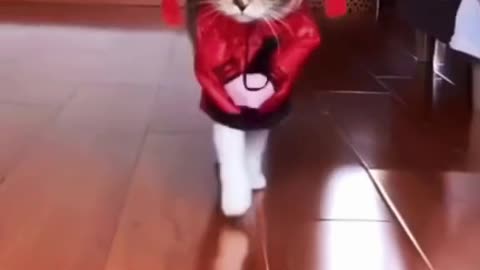 cat funny🐈🐈🐈