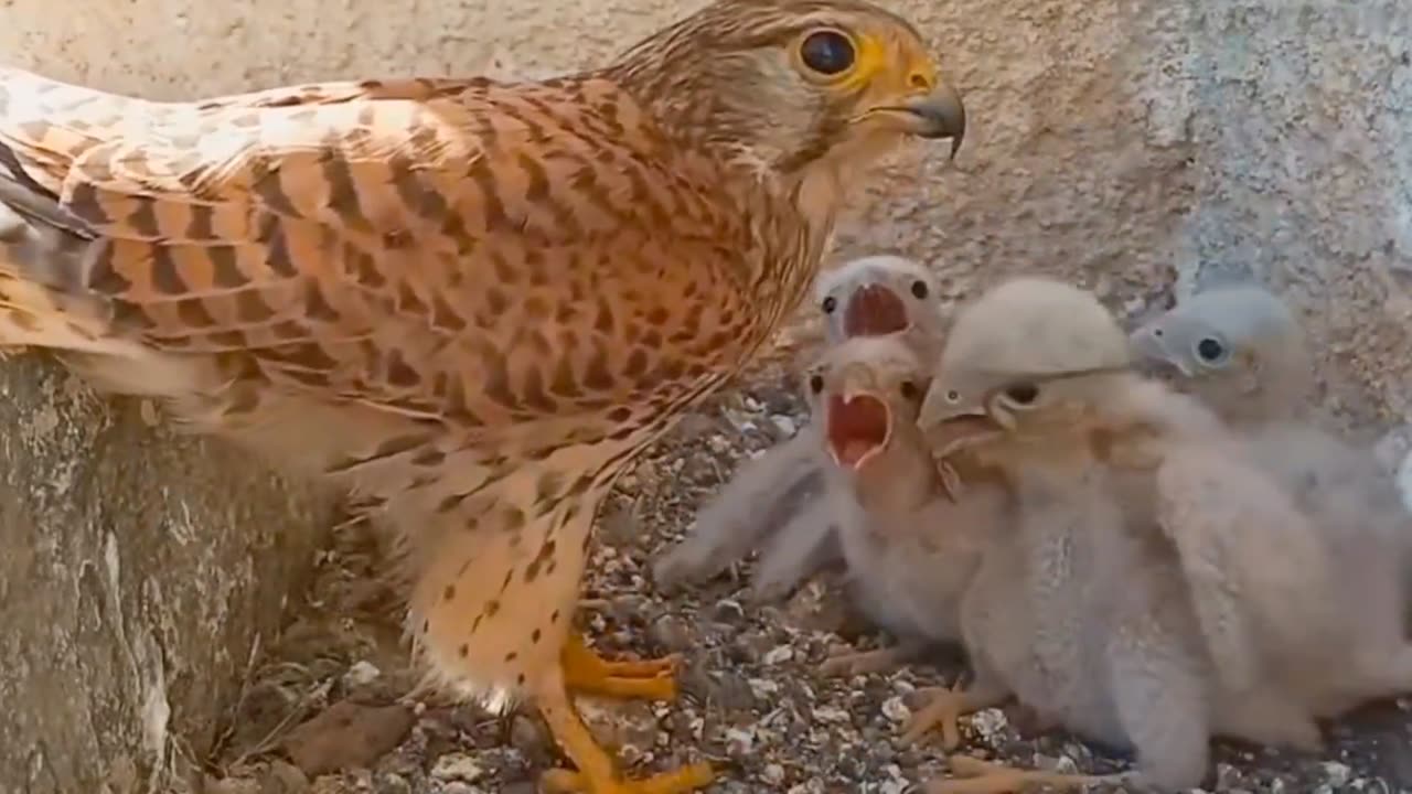 Kestrel mother takes good care of her children