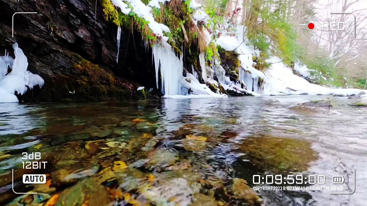 🔴Nature Euphoria | Winter Watch | Video 006