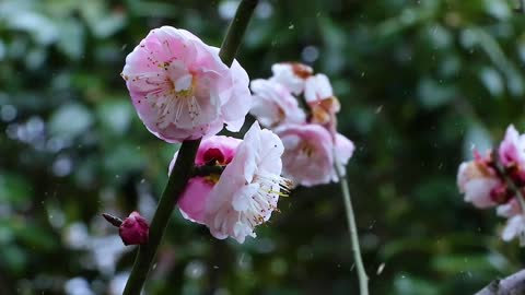 PEACH BLOSSOMS ARE SO BEAUTIFUL!