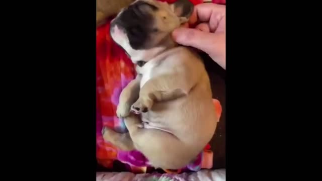 PETS YOU WILL LOVE TO WATCH