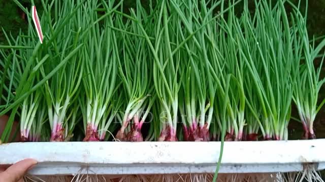 Hydroponic system onions for grow