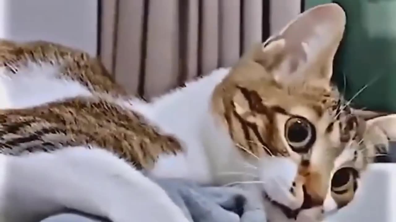 Funny and cute animal video Part 52