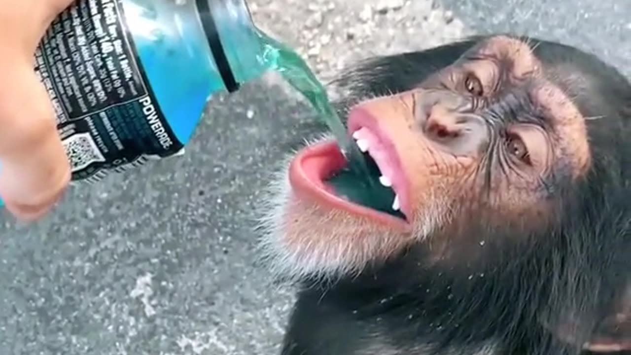 Cute monkdy drinking water