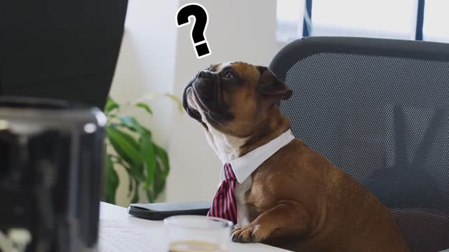 Dog funny moments | ANIMALS