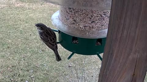 House Sparrow Male