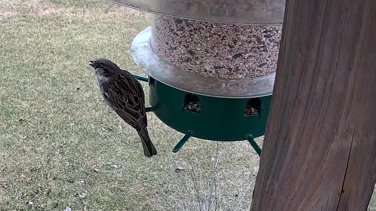 House Sparrow Male