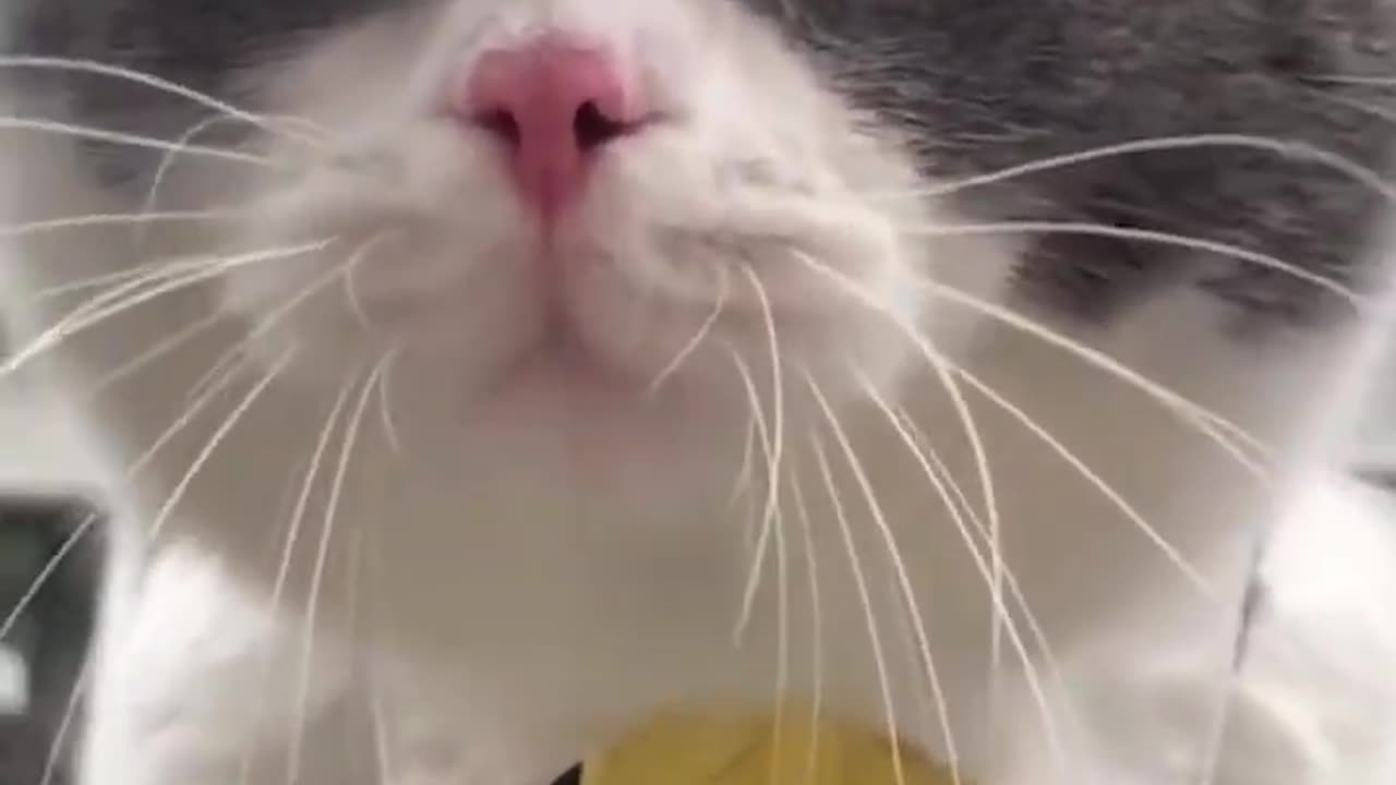 Funny cats video