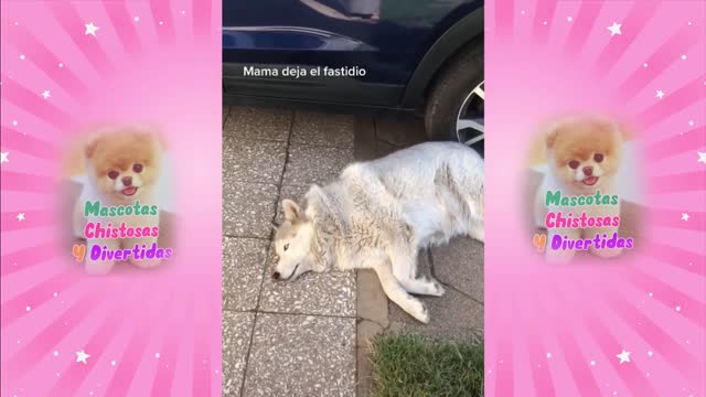 Perritos chistosos