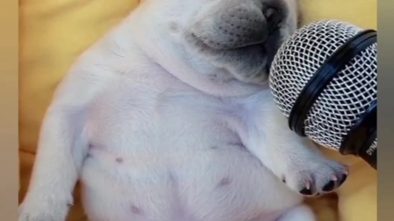 Some funny voices animals and her reaction 😂🤣😂