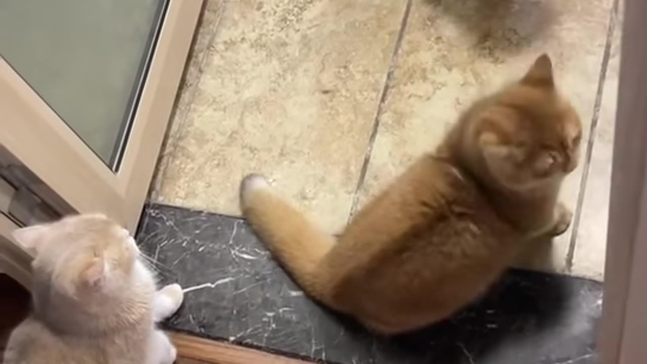 funny cat