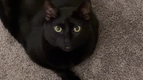 Adopting a Cat from a Shelter Vlog - Cute Precious Piper Has a Super Sweet Personality