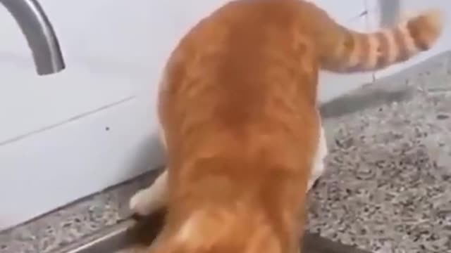 Funny Cats compilation
