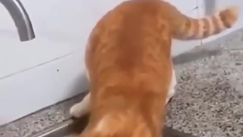 Funny Cats compilation