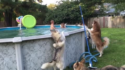 Impatient husky