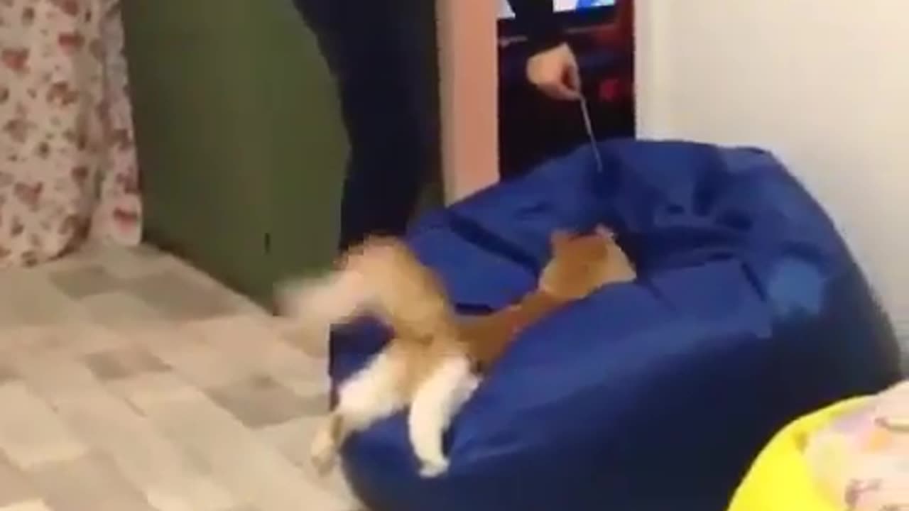 Cat play