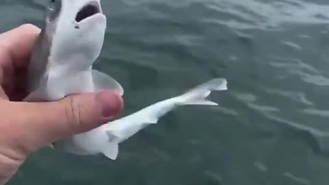 Baby shark