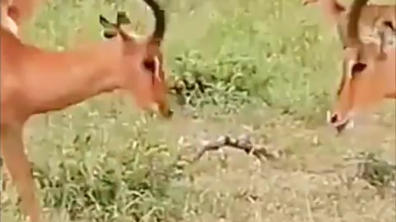 Deer fight