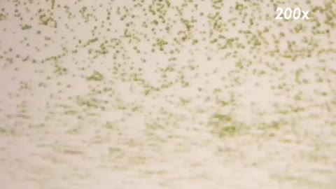 Life Straw water filter test with pond water