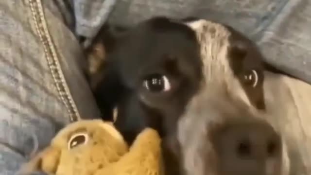 A dog gives a small teddy bear to its owner