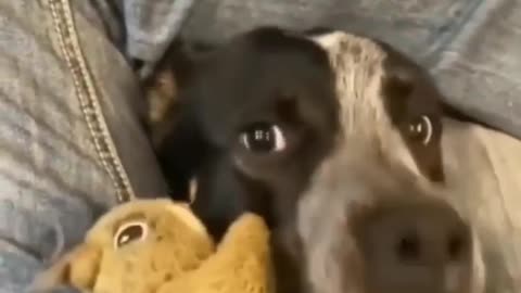 A dog gives a small teddy bear to its owner