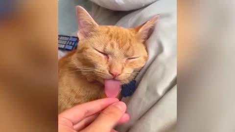 Funny Cats and Dogs