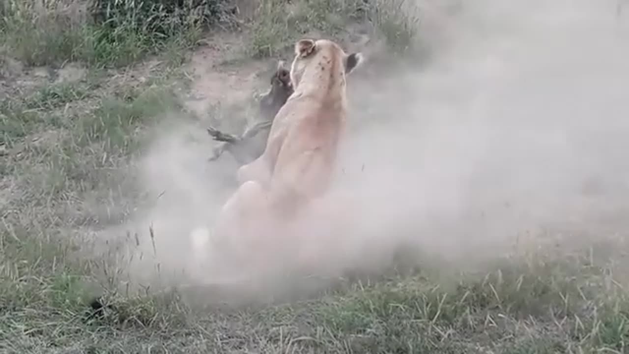 lions digging out warthog