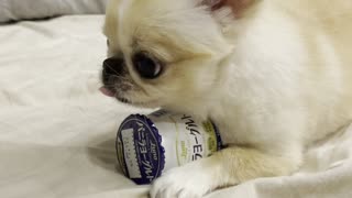 Pino Doesn't Want to Part with Favorite Yogurt