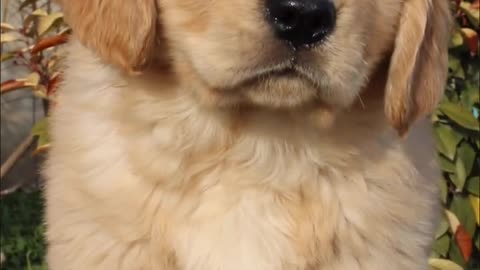 Handsome little golden retriever