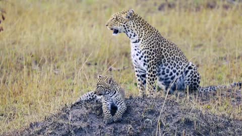 Leopard on the Haystack