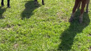 Owner Protects Echidna From Mini Horses on Farm