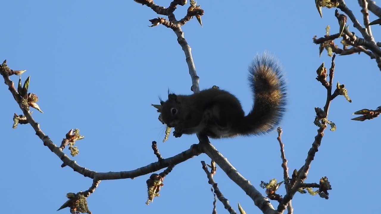 Introducing Rocky the Squirrel