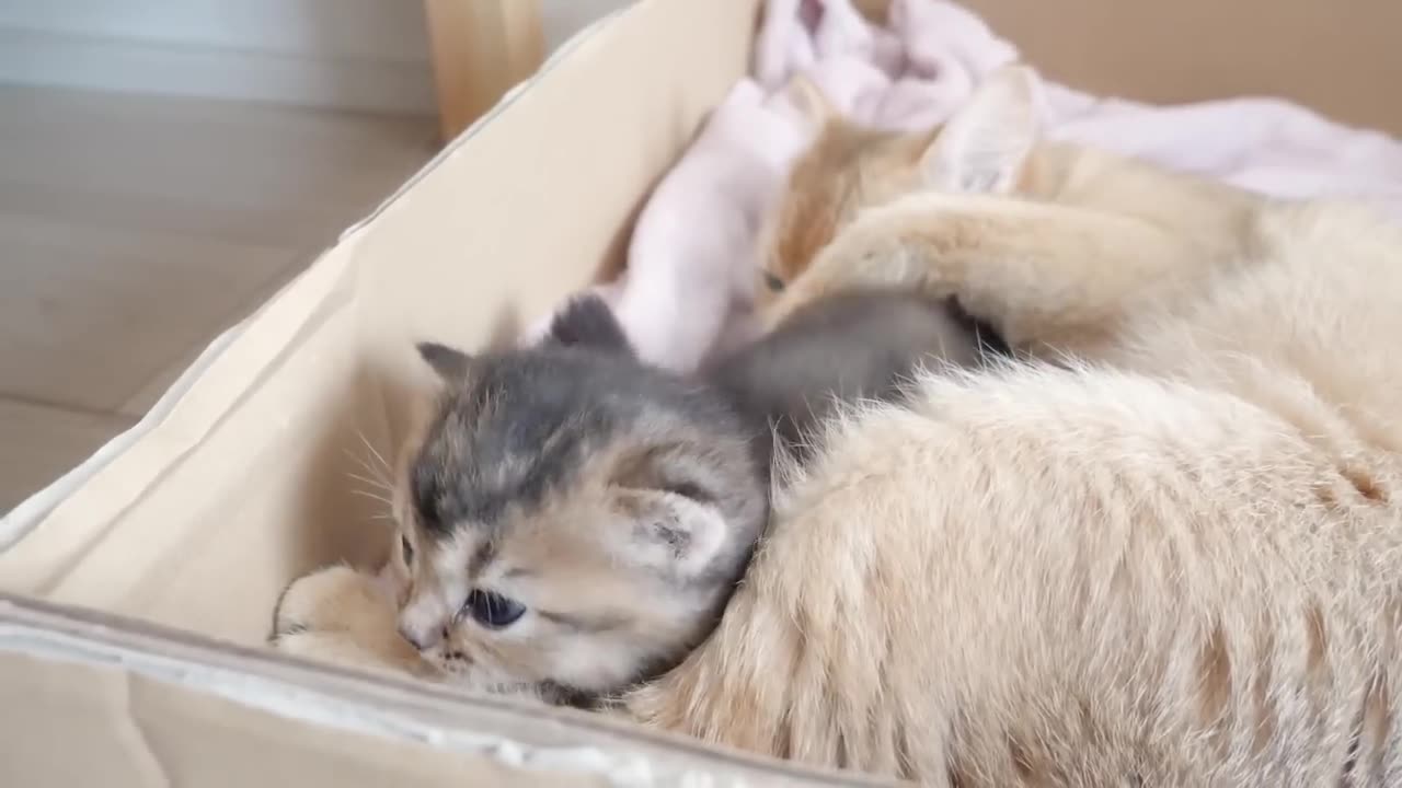 Mother cat's hug is so intense